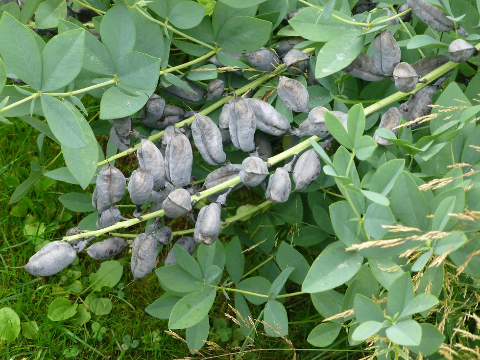 Thumbnail: Blue False Indigo  100 Seeds   Baptisia australis
