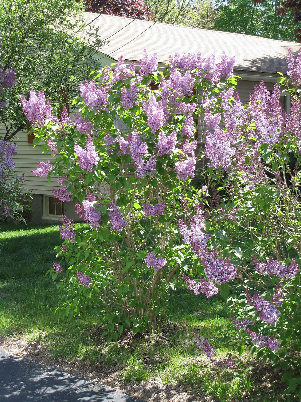 Thumbnail: Lilac Syrina vulgaris 20 Seeds