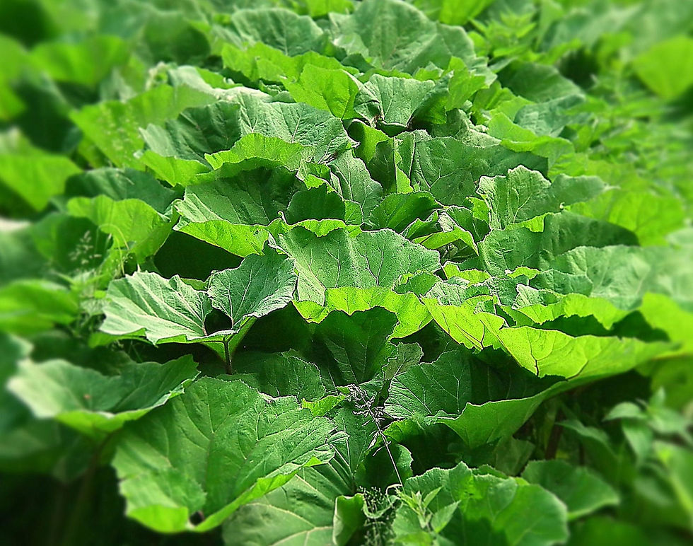 Thumbnail: Greater Burdock  100 Seeds  Arctium lappa
