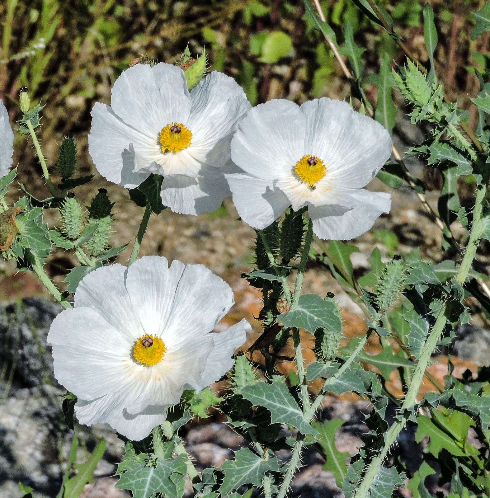 Bluestem Prickly Poppy  100 Seeds  Argemone polyanthemos