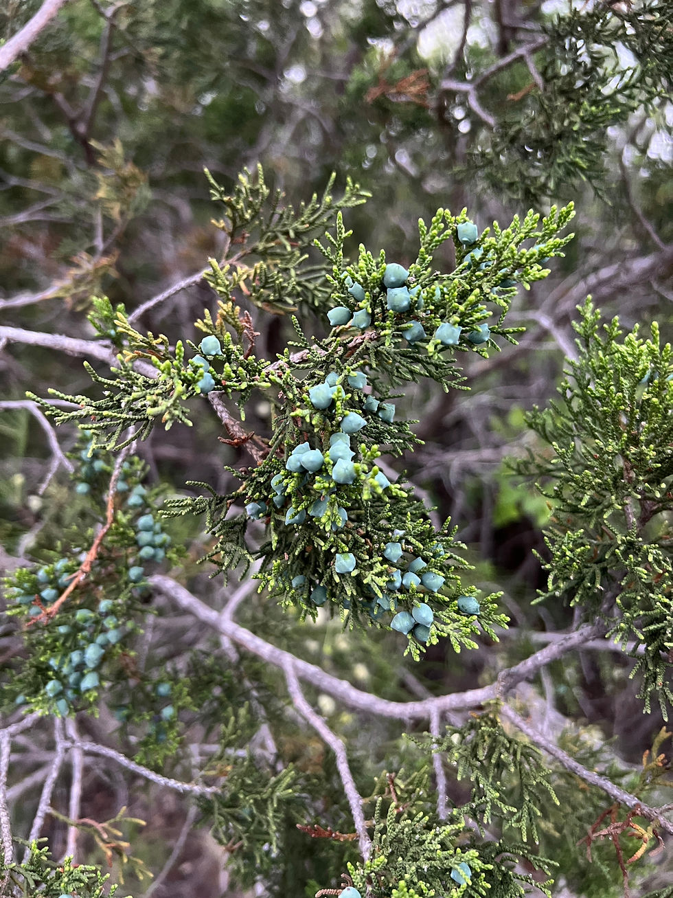 Thumbnail: Ashe Juniper    Juniperus ashei    20 Seeds