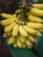 Thumbnail: Wild Banana  Musa acuminata  20 Seeds