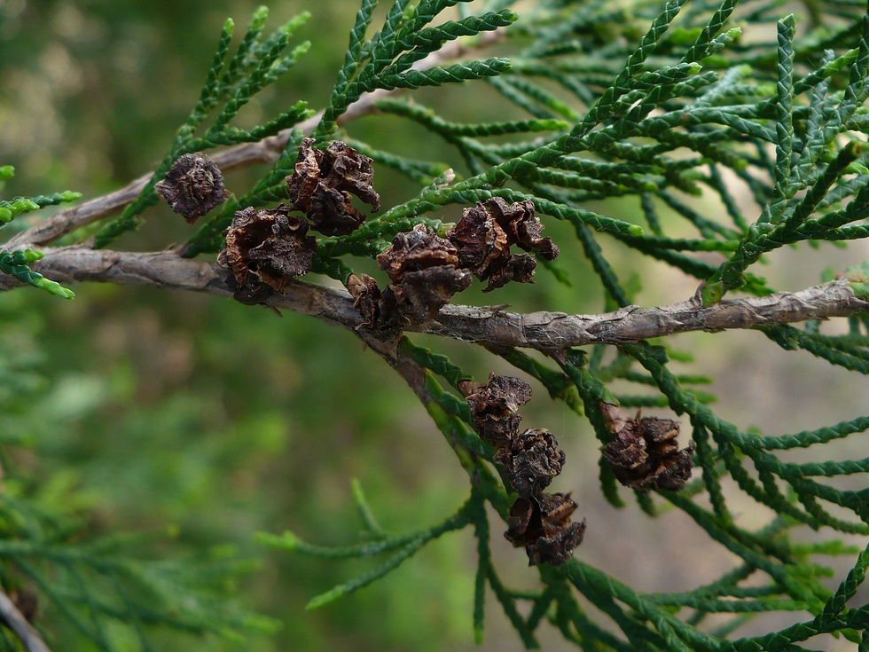 Thumbnail: Atlantic White Cedar Chamaecyparis thyoides 100 Seeds