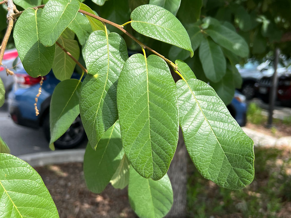 Thumbnail: Mexican White Oak  5 Seeds  Quercus polymorpha