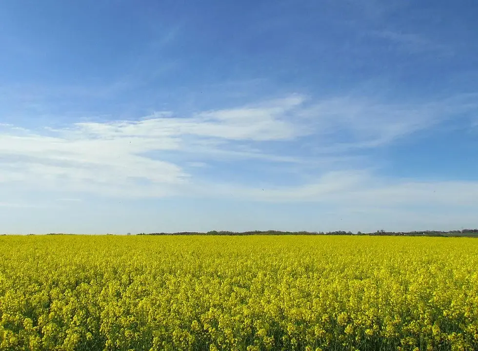 Thumbnail: Canola  Brassica napus 100 Seeds