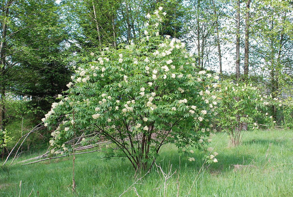 Thumbnail: Red Elderberry Sambucus racemosa 100 Seeds  USA Company