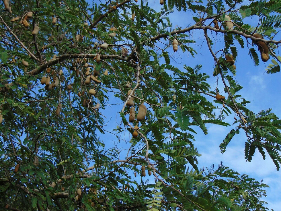 Thumbnail: Tamarind  5 Seeds  Tamarindus indica