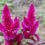 Thumbnail: Pink Celosia  250 Seeds  Celosia plumosa