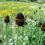 Thumbnail: Western Coneflower  100 Seeds  Rudbeckia occidentalis