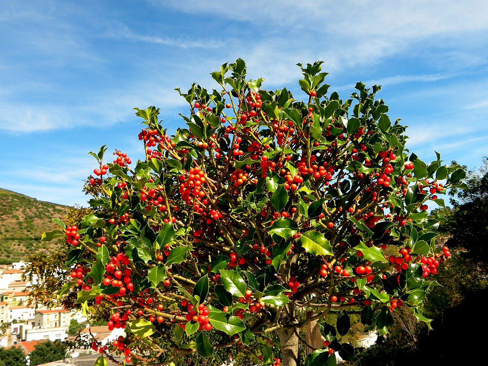 Thumbnail: English Holly  30 Seeds  Ilex aquifolium