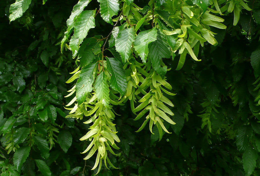 Thumbnail: European Hornbeam  Carpinus betulus  100 Seeds