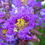 Thumbnail: Purple Crape Myrtle Lagerstroemia indica  100 Seeds
