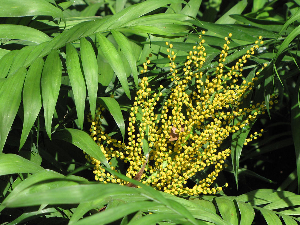 Thumbnail: Parlor Palm  Chamaedorea elegans  20 Seeds