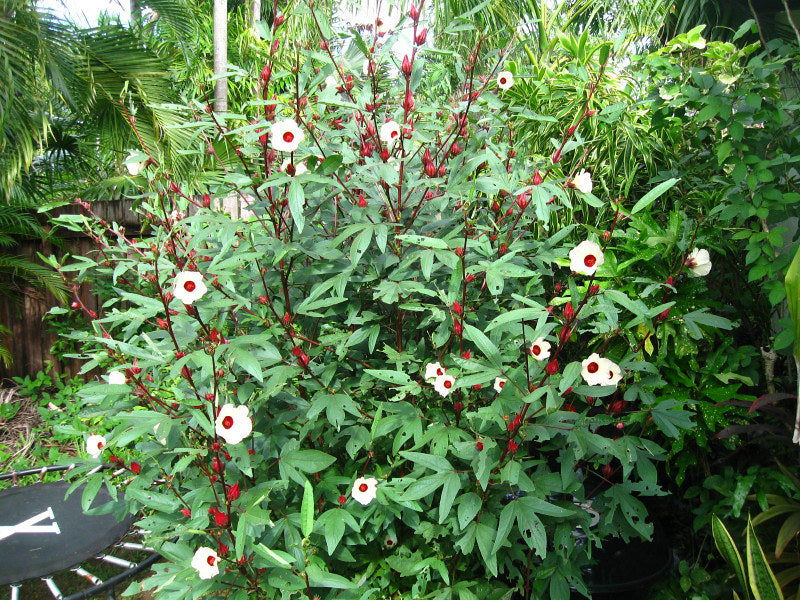 Thumbnail: Roselle Florida Cranberry Hibiscus sabdariffa 20 Seeds