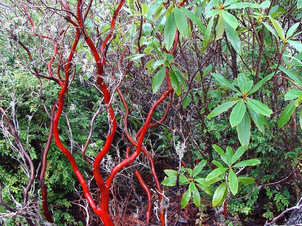 Thumbnail: Manzanita  5 Seeds  Arctostaphylos manzanita