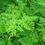Thumbnail: Horseradish Tree Moringa oleifera 100 Seeds  USA Company