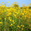 Thumbnail: Swamp Sunflower Helianthus angustifolius 100 Seeds  USA Company