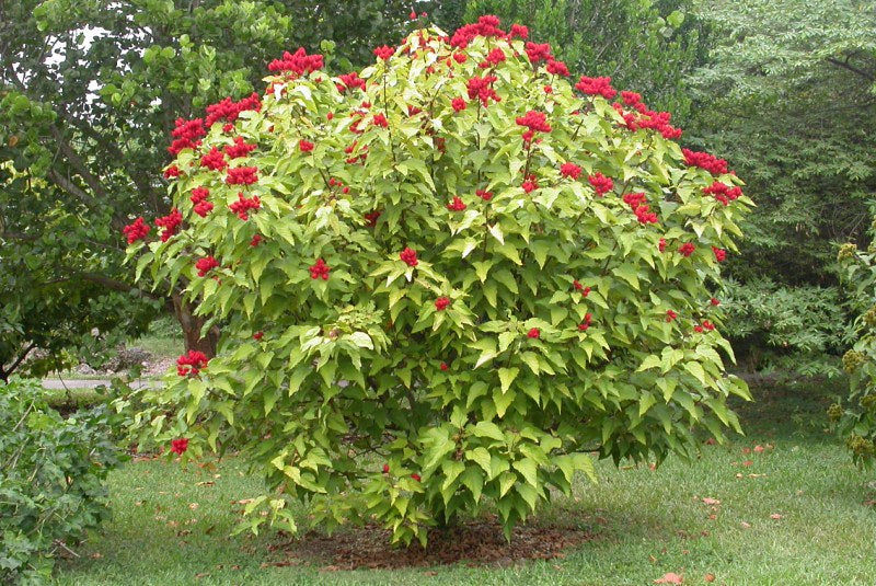 Thumbnail: Annatto  Lipstick Tree  Bixa orellana  100 Seeds