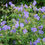 Thumbnail: Meadow Cranesbill  10 Seeds  Geranium pratense