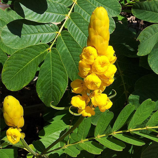 Thumbnail: Candlestick Cassia Senna alata 100 Seeds