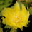 Thumbnail: Eastern Prickly Pear   100 Seeds  Opuntia humifusa
