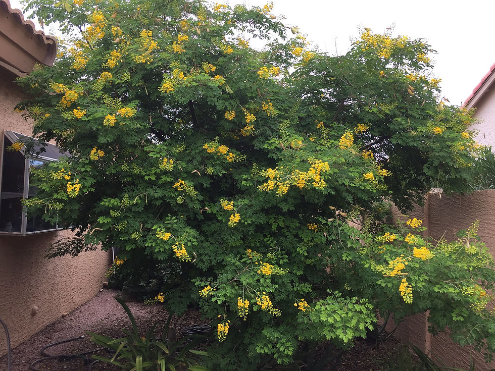 Thumbnail: Mexican Bird of Paradise  25 seeds  Caesalpinia mexicana