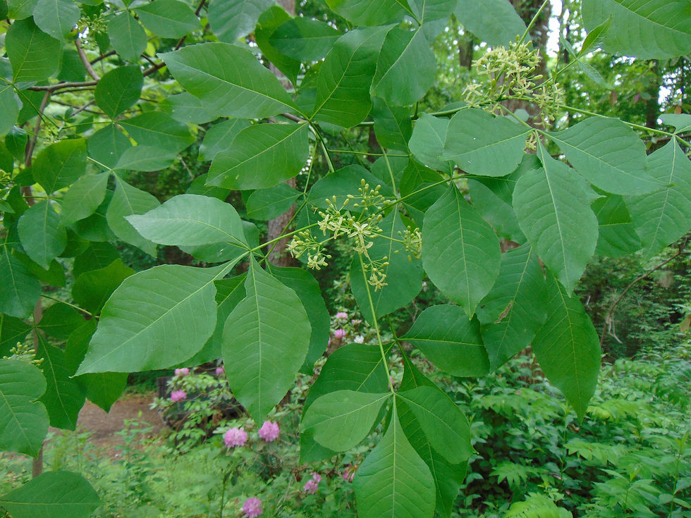 Thumbnail: Hop Tree  Wafer Ash  Ptelea trifoliata  10 Seeds