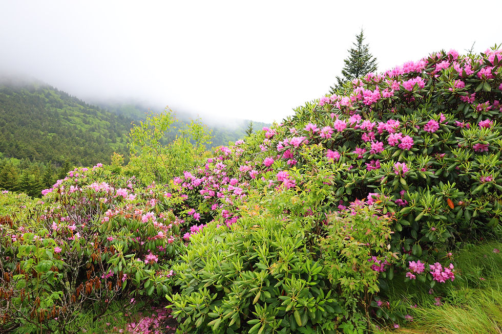 Thumbnail: Catawba Rhododendron  50 Seeds  Rhododendron catawbiense