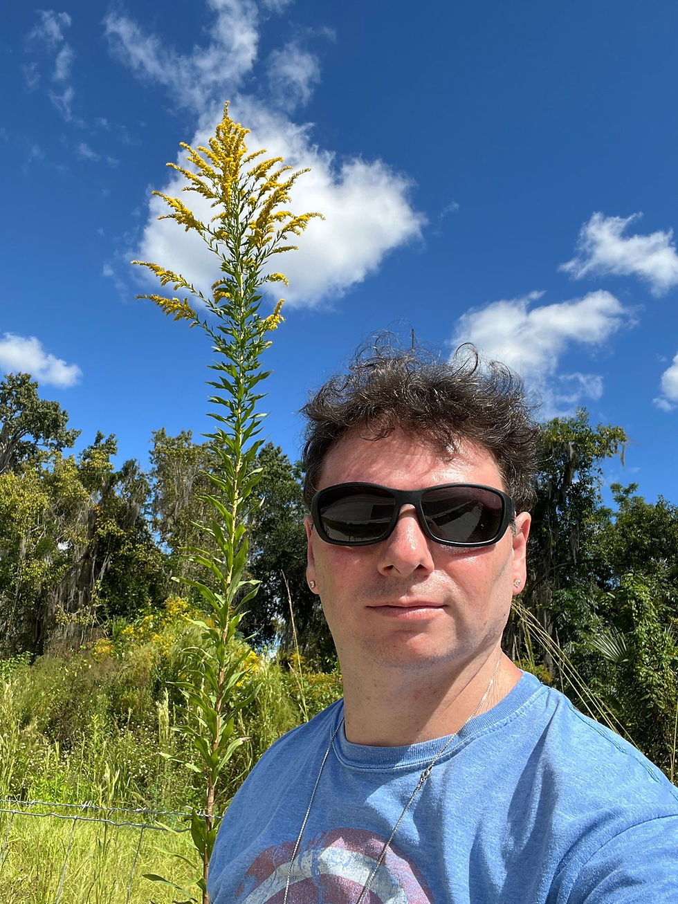 Thumbnail: Giant Goldenrod  100 seeds  Solidago gigantea