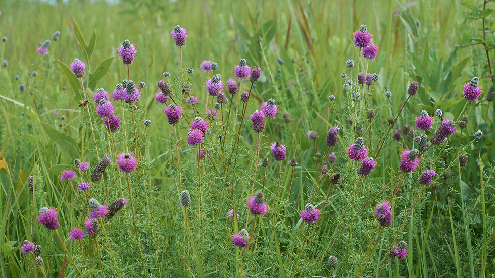 Thumbnail: Purple Prairie Clover  Dalea purpurea  100 Seeds