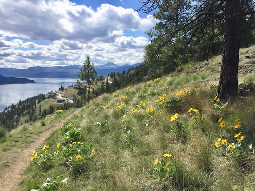 Bluebird Monitoring (April 23, 2019)