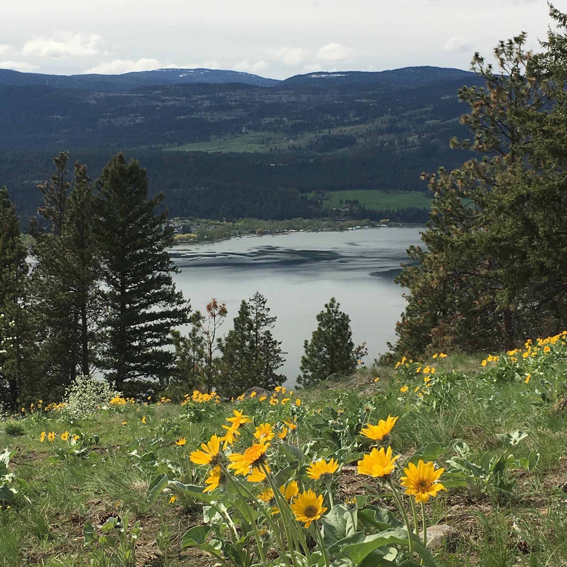 Adventure Bay Home Site in Meadow with F