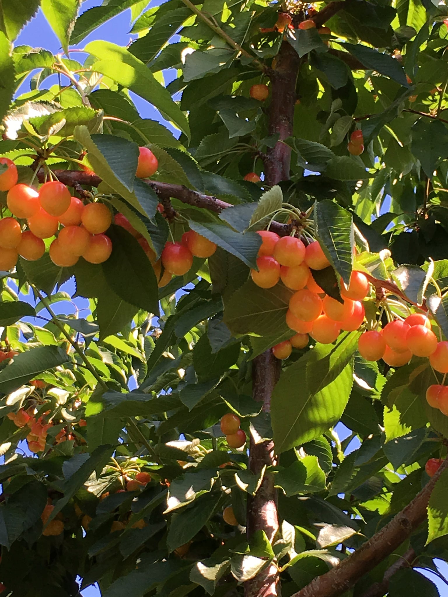 Cherries Season Near Adventure Bay Verno