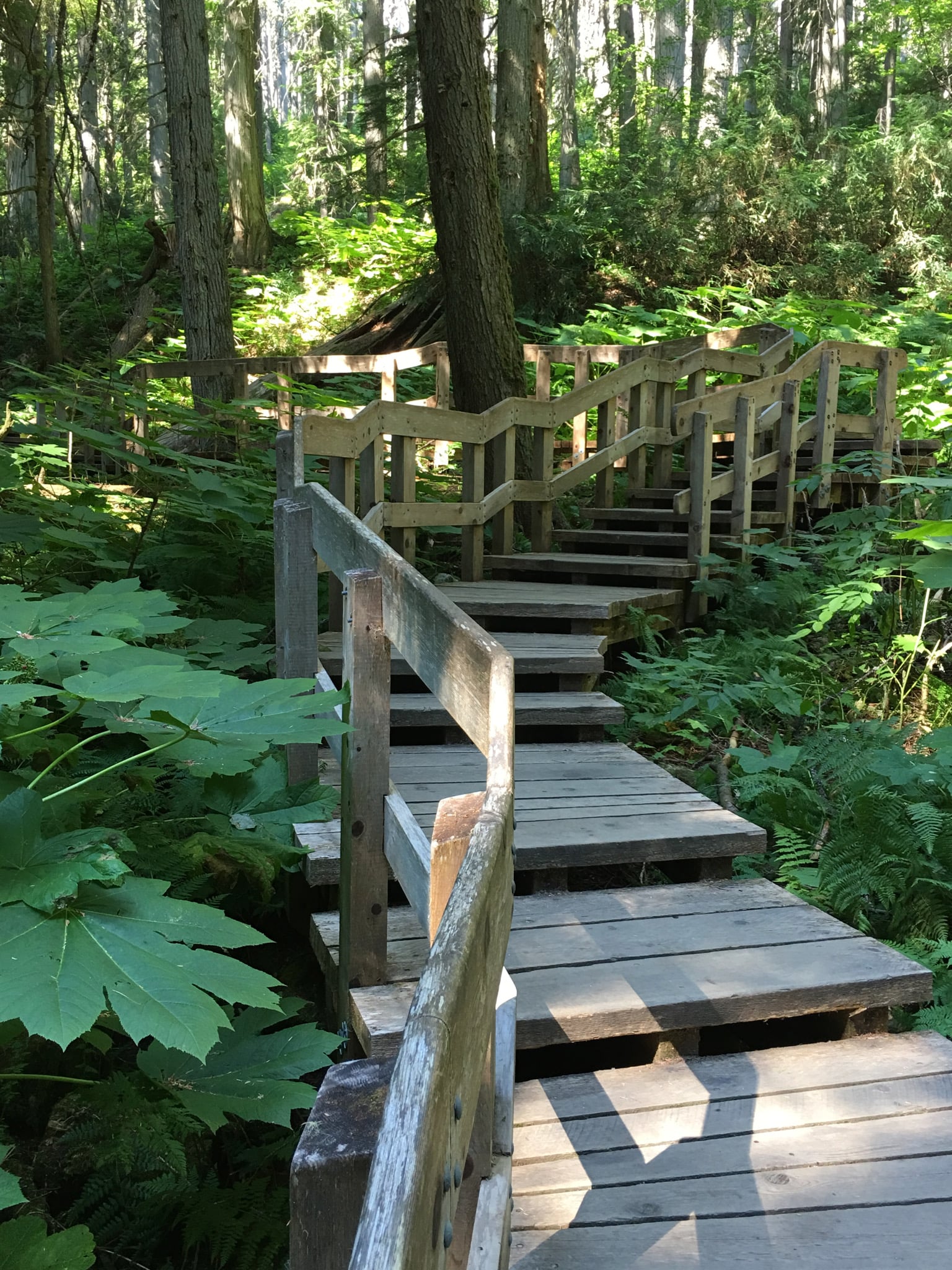 Revelstoke National Park Daytrip from Ad