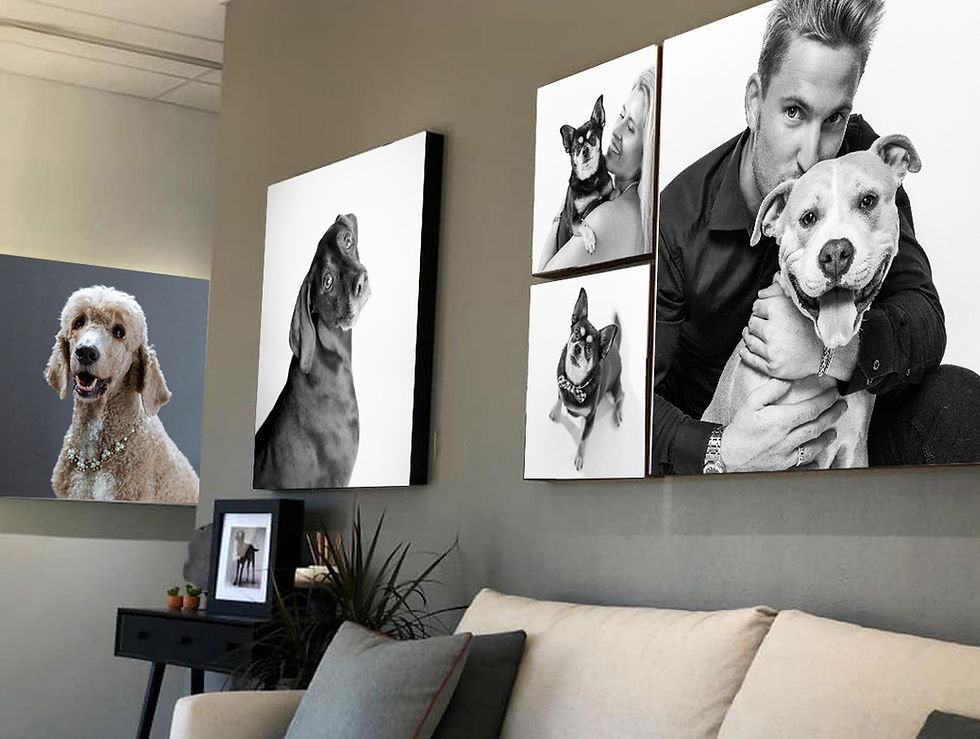 Pet Wall Art ideas