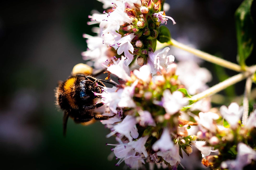 4BA28949-4A08-4214-9619-CE750B9C515A - cara