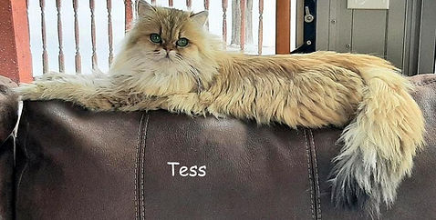 Golden Persian, blue golden persian, FIV FELV PKD Persians, white persians,blue persians,b