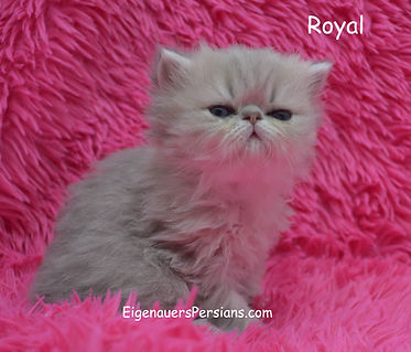 Persians for sale, goldens, blue goldens,silvers, persians for sale near me.