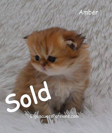 Persian kittens for sale near me,, felin