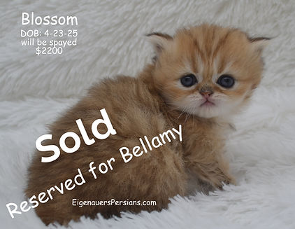 persian kittens for sale near me, persia
