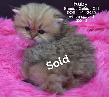 Blue Golden Persian Kittens,Cute kittens
