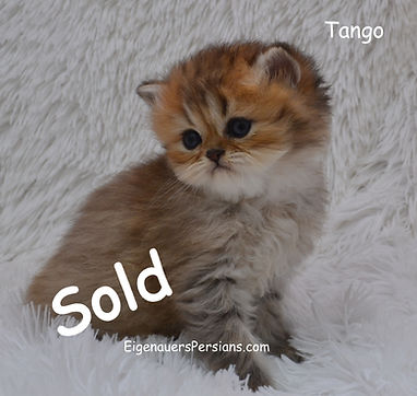 Golden Persian kittens for sale, Cutiest