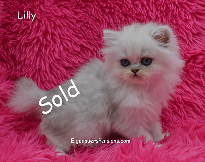 Persian Cats, Persian kittens for sale near me, dollface persian kittens, cutiest persian kittens for sale, white persian kittens for sale, cat pkd fivfelv, rare persian kittens for sale.