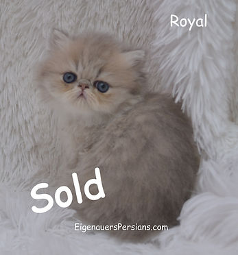 Persian kittens for sale near me, feline