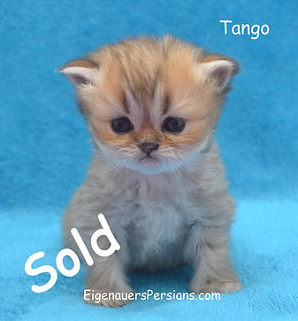 G G B #2 Tango_edited.jpg