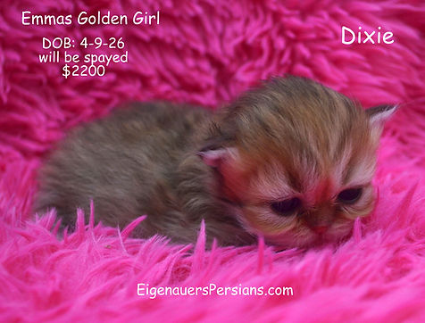 Persians for sale, goldens, blue goldens,silvers, persians for sale near me.