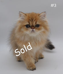 persian kittens for sale,, golden persians,white persians,chinchilla persians for sale.JPG
