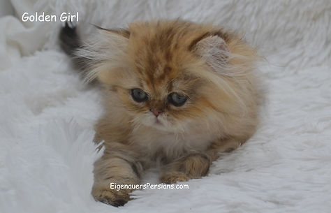 persian kittens for sale