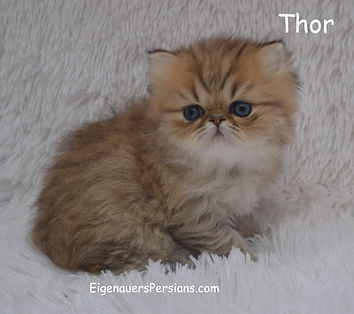 Persian Kittens For Sale Near Me, Silver,white,golden,black,blue golden,red persian kittens for sale