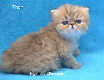 Persians for sale, goldens, blue goldens,silvers, persians for sale near me.